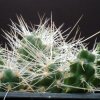 Cumulopuntia_ignescens